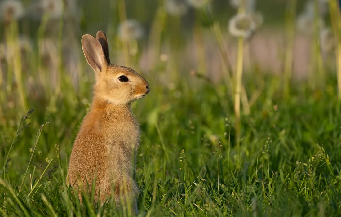 Brown rabbit standing upright in a sunlit grassy garden, with blurred flowering plants in the background.