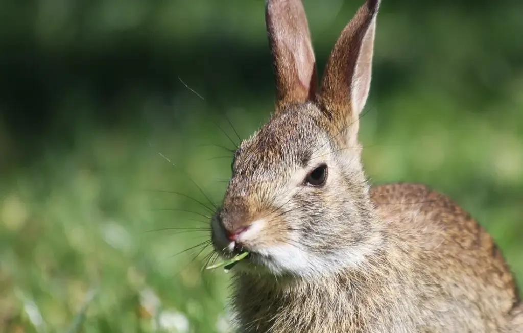 Rabbit Coprophagy Decoded: Nature’s Odd Nutrient Cycle