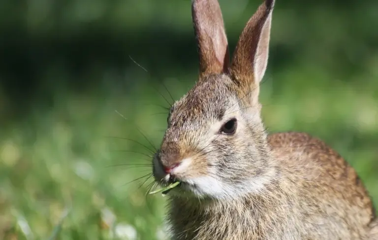 Close-up of a brown rabbit in a sunlit grassy field