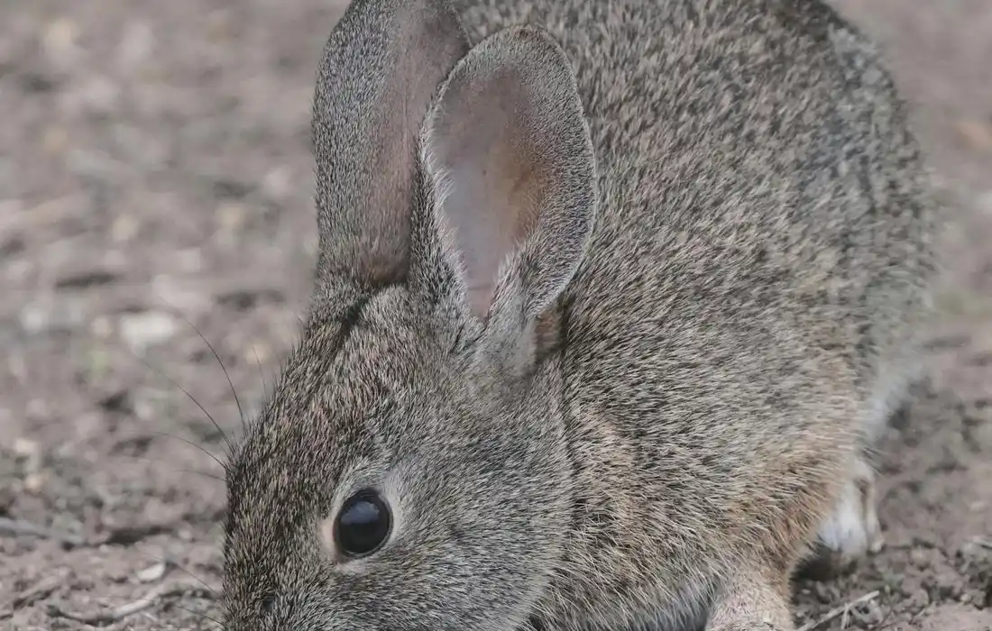 Close-up of a gray rabbit sniffing the ground with ears upright.