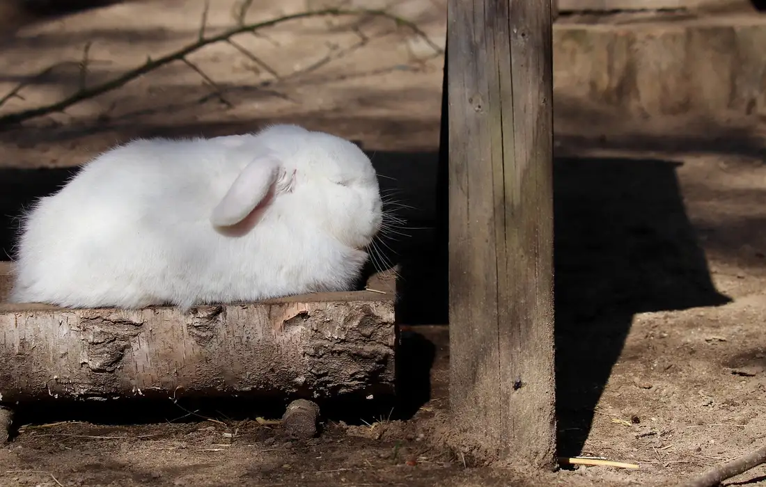 Small white rabbit resting in a wooden log trough outdoors, with dirt ground and a wooden post nearby.