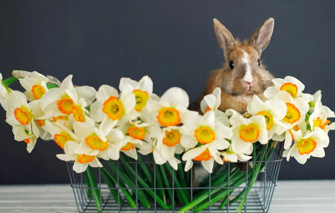 A brown rabbit sits inside a wire basket filled with white daffodils with orange centers.