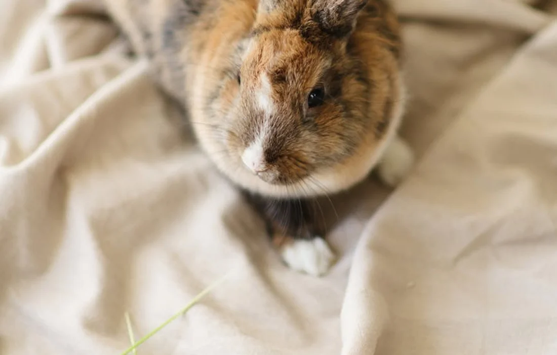 Close-up of a small domestic rabbit sitting on a beige blanket with a blade of grass in the foreground.