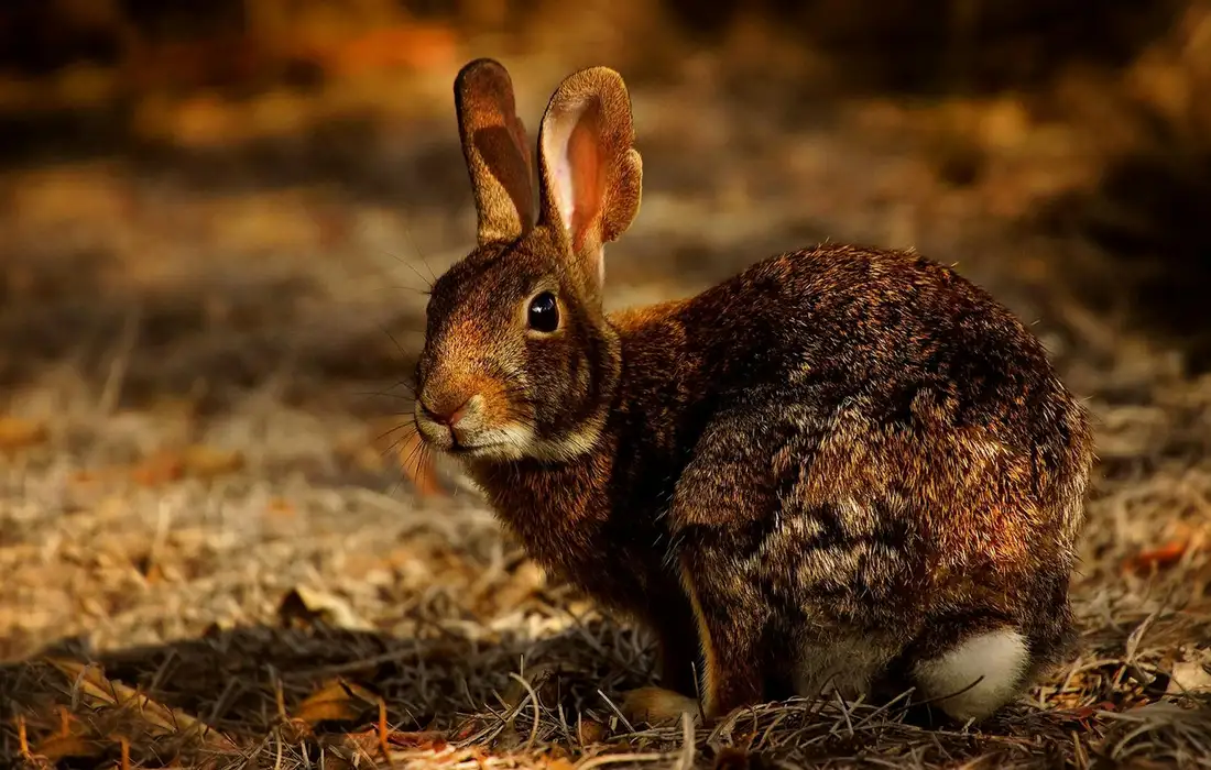Brown rabbit sitting on a sunlit, leaf-strewn forest floor with ears upright.