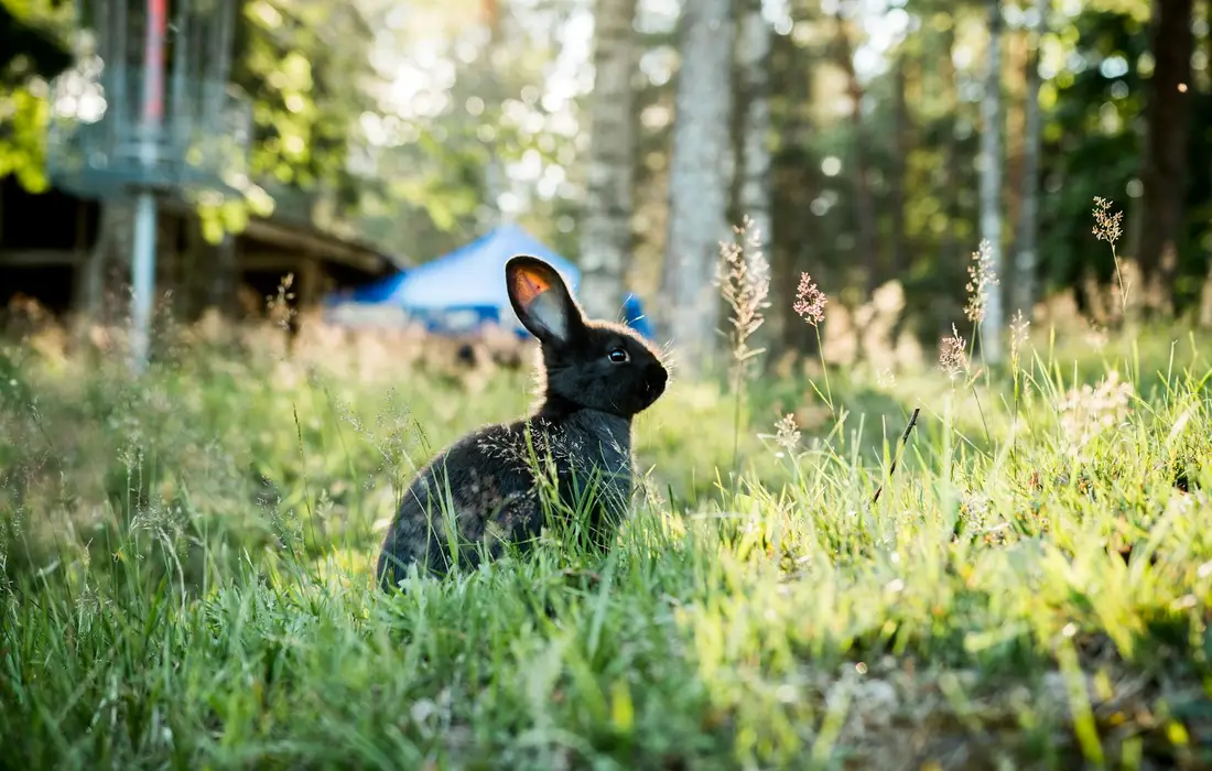 A black rabbit sitting in a sunlit grassy garden with blurred ornamental plants and trees in the background
