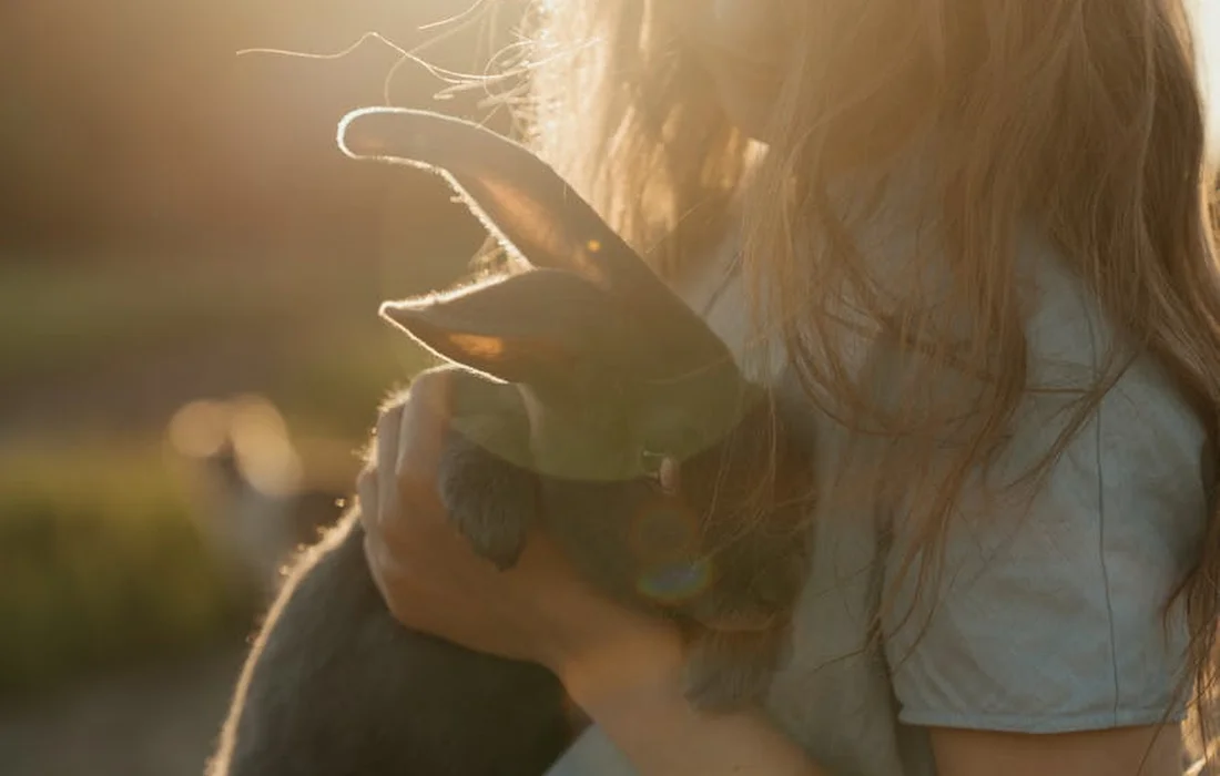 Person holding a rabbit outdoors in warm sunlight