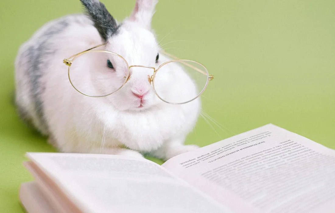 A cute white and gray rabbit with round gold-rimmed glasses sits beside an open book on a green background, looking at the pages as if studying.