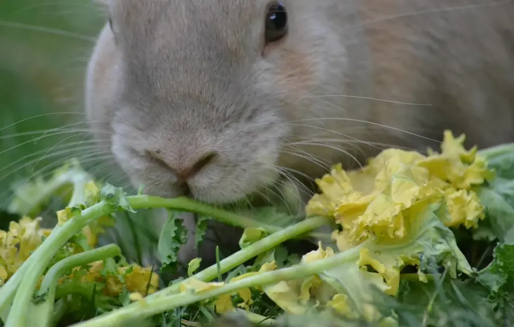 The Ultimate Rabbit Food Safety Guide: What to Feed and What to Forbid