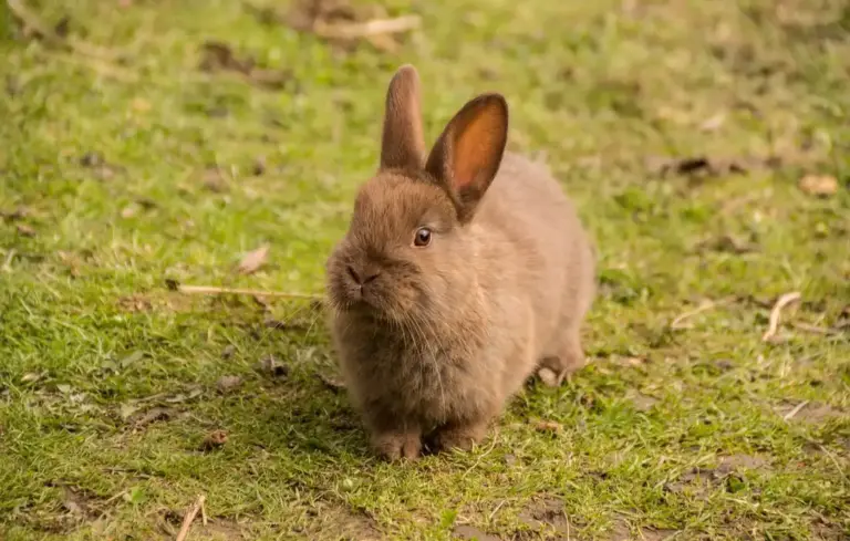 A brown rabbit standing on green grass, illustrating rabbit grooming topics like matting fur and sore hocks.