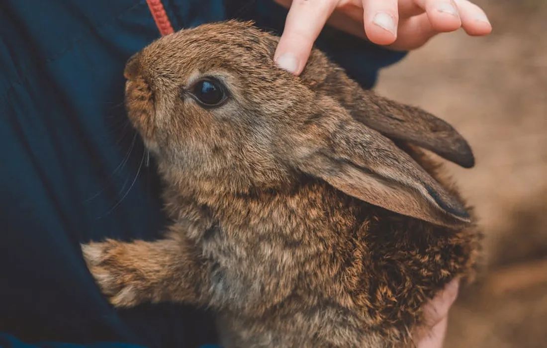 Close-up of a brown rabbit being gently held while a caregiver prepares to groom its fur.