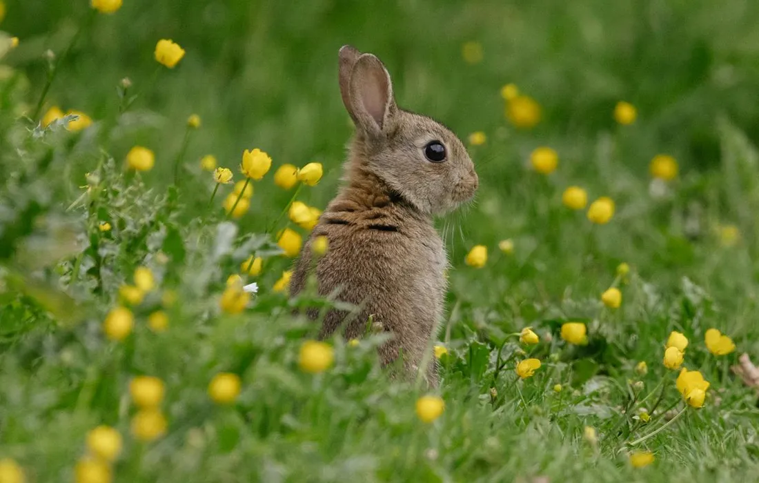 A rabbit sitting upright among green grass with small yellow flowers in a sunny field