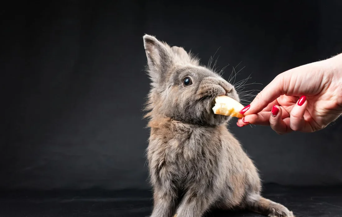 A young gray rabbit being offered a small piece of food by a human hand against a dark background.