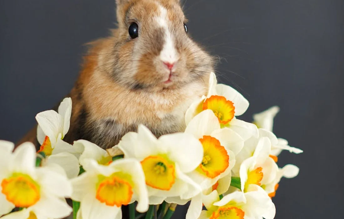 A light brown and white rabbit sits among a bouquet of white and yellow daffodils against a dark background.