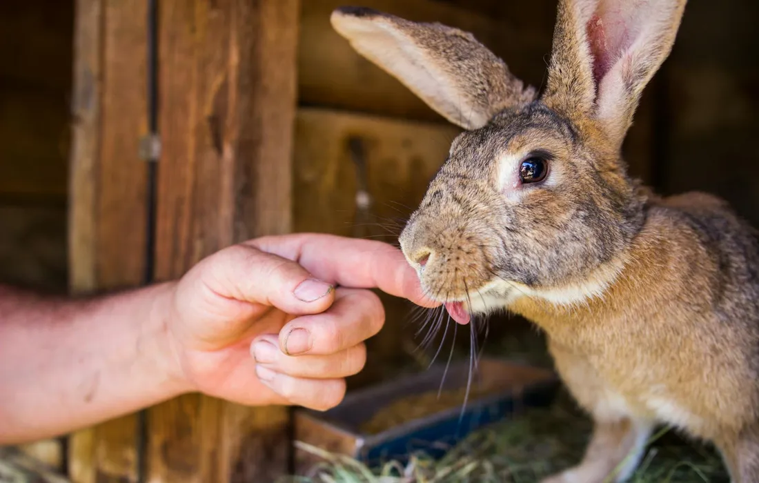 A rabbit sniffs a human finger in a wooden enclosure with hay on the ground.