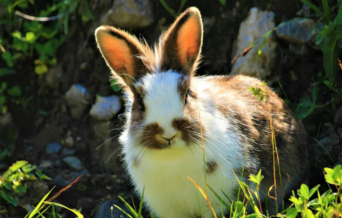 A fluffy brown-and-white rabbit sitting in a sunlit garden among green plants and rocks.