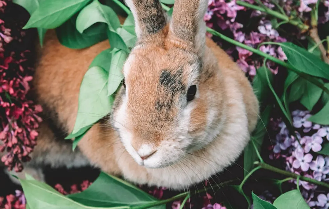 Brown rabbit sitting among green leaves and purple flowers in a garden bed.