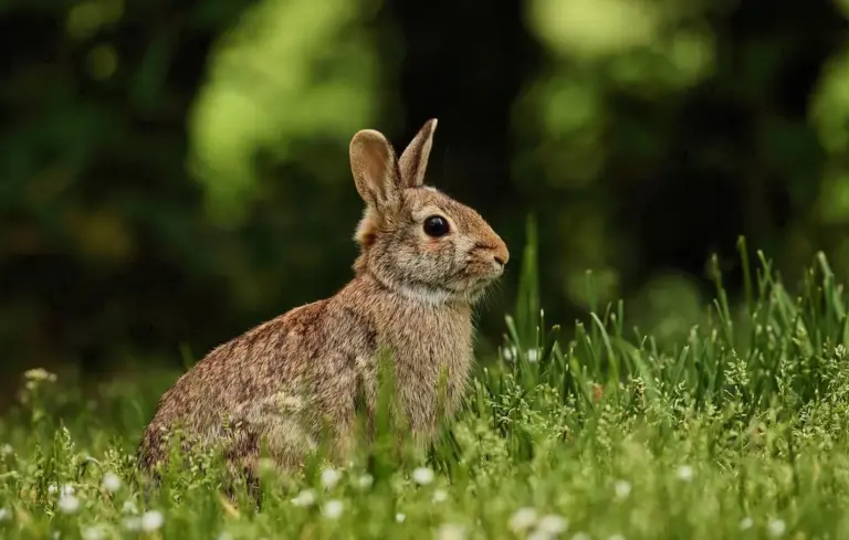 A brown rabbit sits alertly in lush green grass with a blurred forest background.