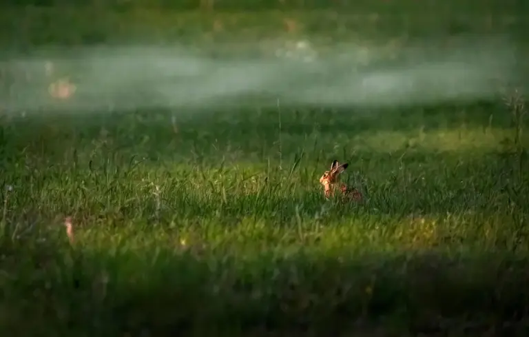 A small brown rabbit in a sunlit grassy field.