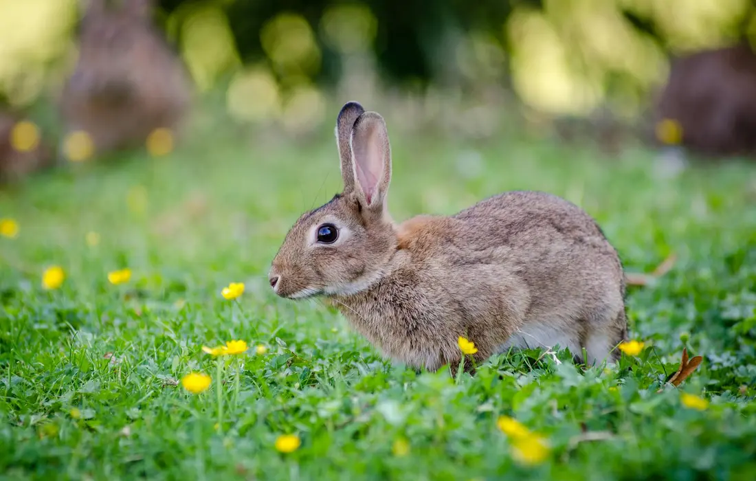 Brown rabbit in a grassy yard with small yellow flowers.