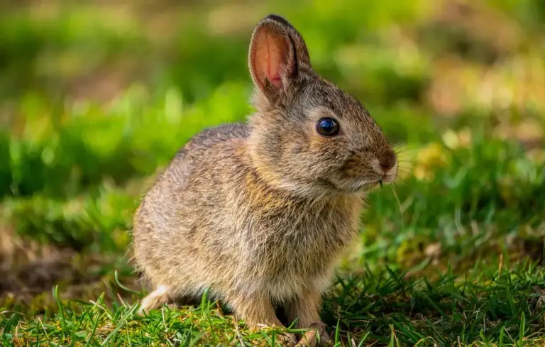 A young rabbit sitting on green grass in a sunlit outdoor setting.