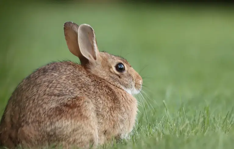 Brown rabbit sitting in green grass, looking to the side