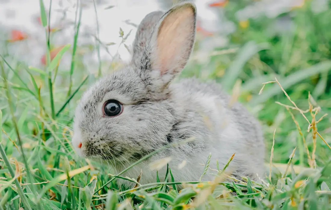 Close-up of a gray rabbit in green grass.