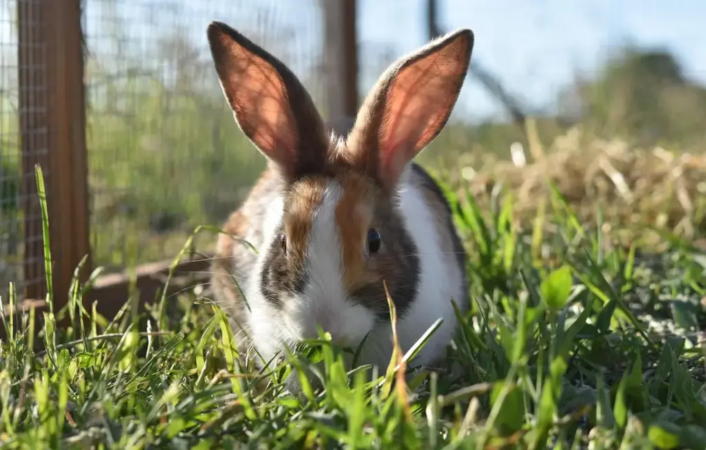 Can Rabbits Eat Zucchini and Squash? Your Safe Feeding Guide