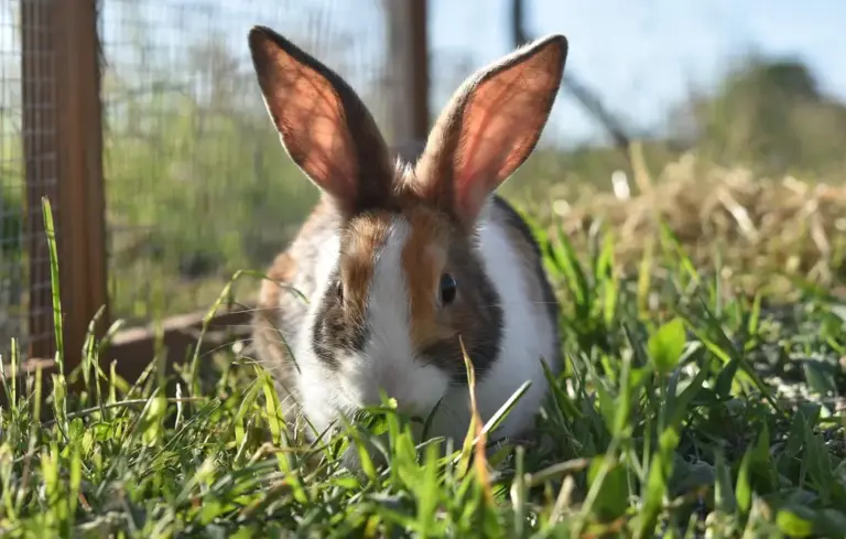 A white and brown rabbit with tall ears crouches in bright green grass in a sunny outdoor setting.