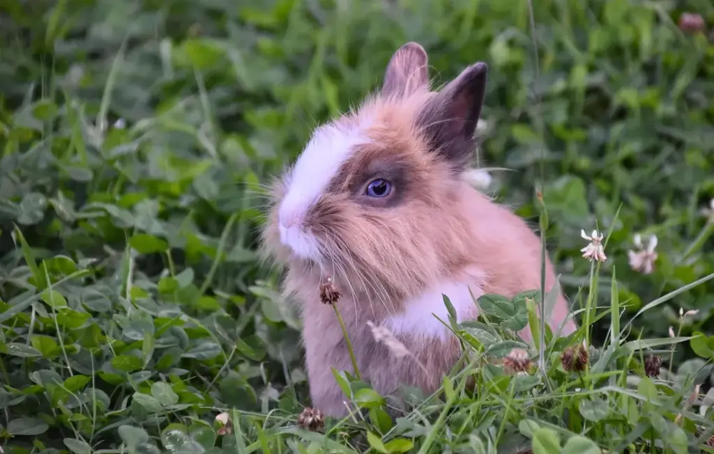 Keep Your Rabbits Fit: Practical Prevention and Management of Rabbit Obesity