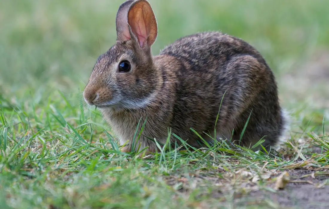 Brown rabbit crouching in a grassy field, alert and looking to the side.