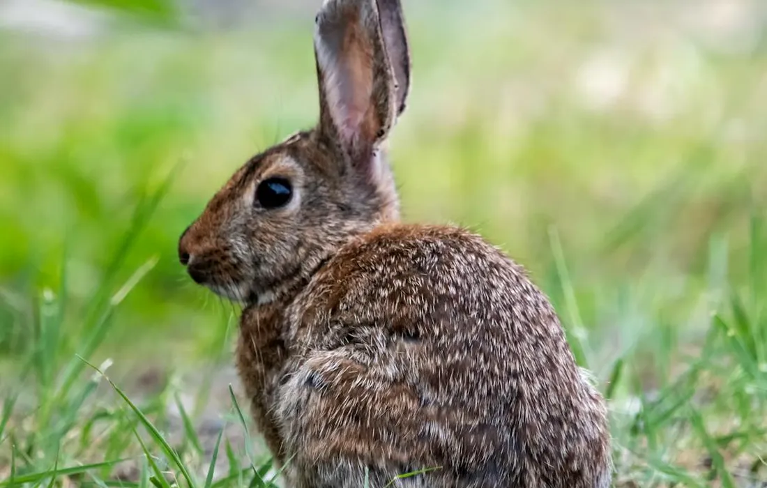 Brown rabbit in a grassy field, looking to the left.