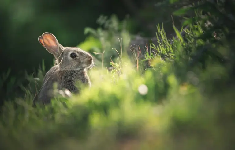 A curious rabbit peering through tall green grass in a sunlit meadow.