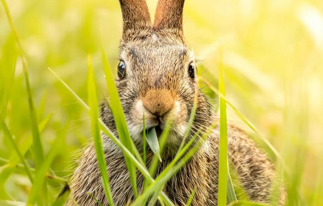 Close-up of a curious rabbit peeking through tall grass in a sunlit field.