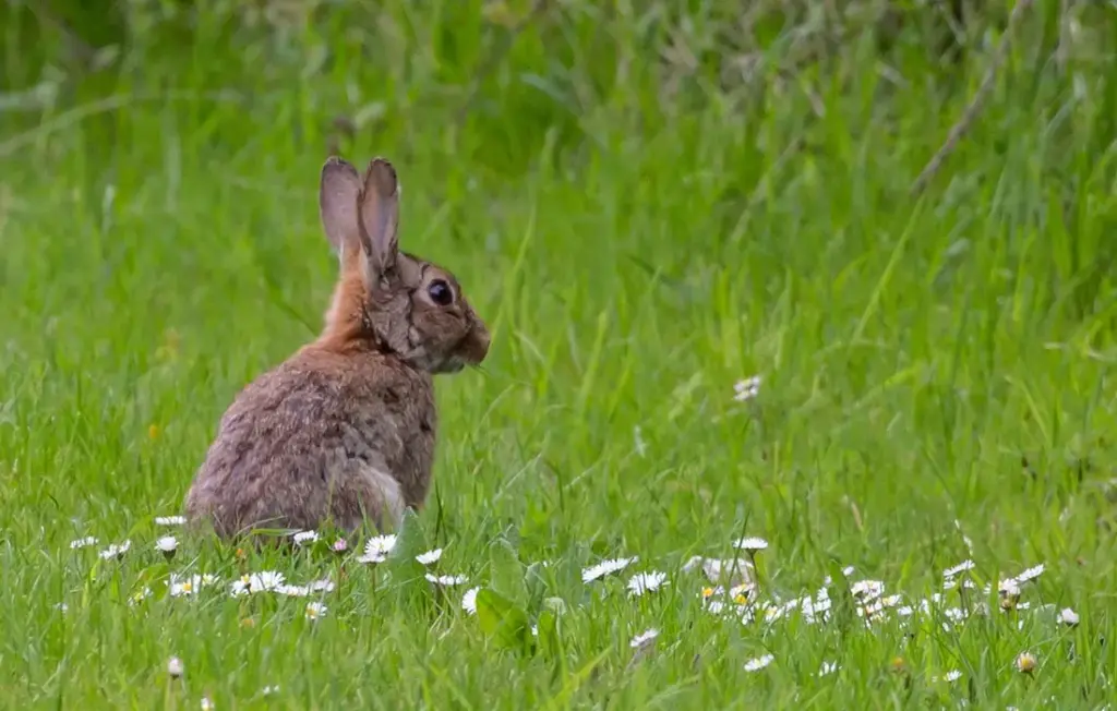 Do Rabbits Eat Grass? Your Essential Guide to Safe Grazing