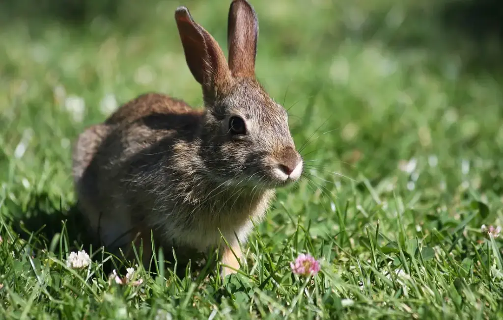 Feeding Fruit to Rabbits: Your Guide to Safe, Happy Treats