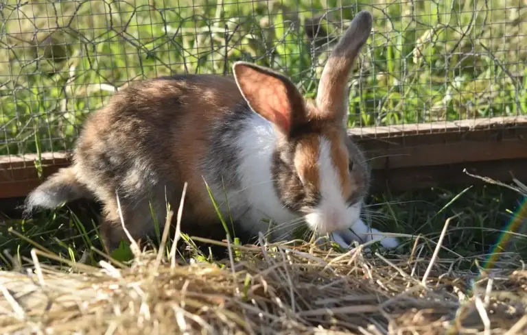Brown and white rabbit resting on straw beside a wire fence