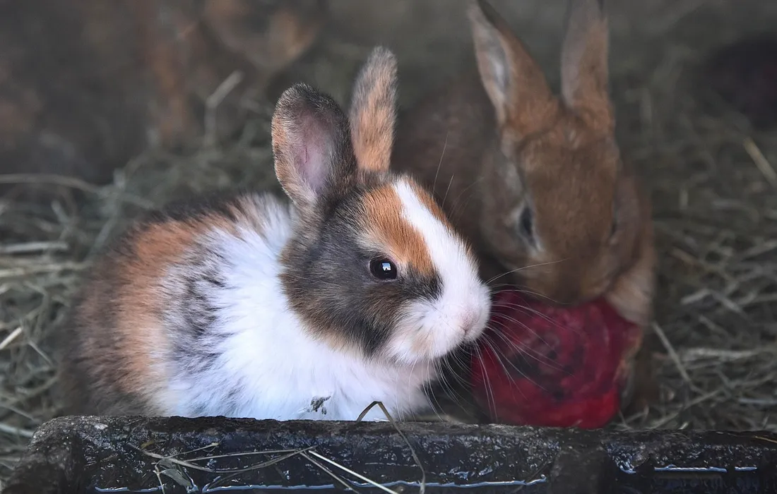 Insect Rabbit Do Rabbits Eat Insects? The Homesteader's Straight Talk on Bugs and ...