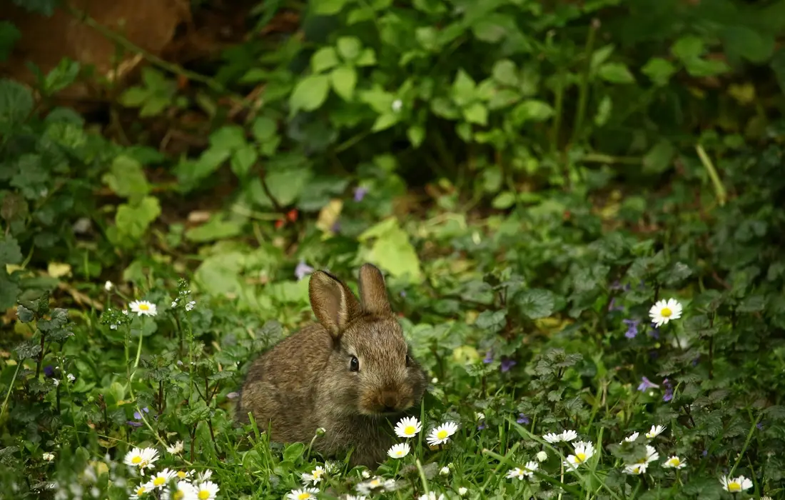 A brown rabbit in a meadow surrounded by small white daisies and green foliage.