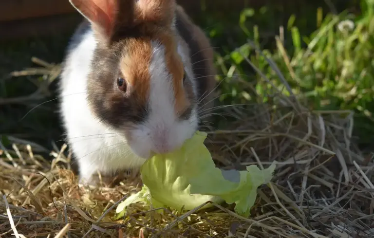 Close-up of a rabbit nibbling a lettuce leaf on straw bedding in a sunny outdoor setting.
