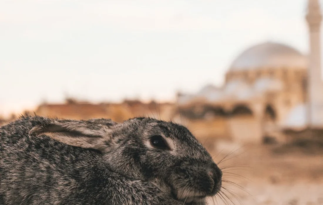 Close-up of a rabbit with a blurred desert town and white-domed building in the background.