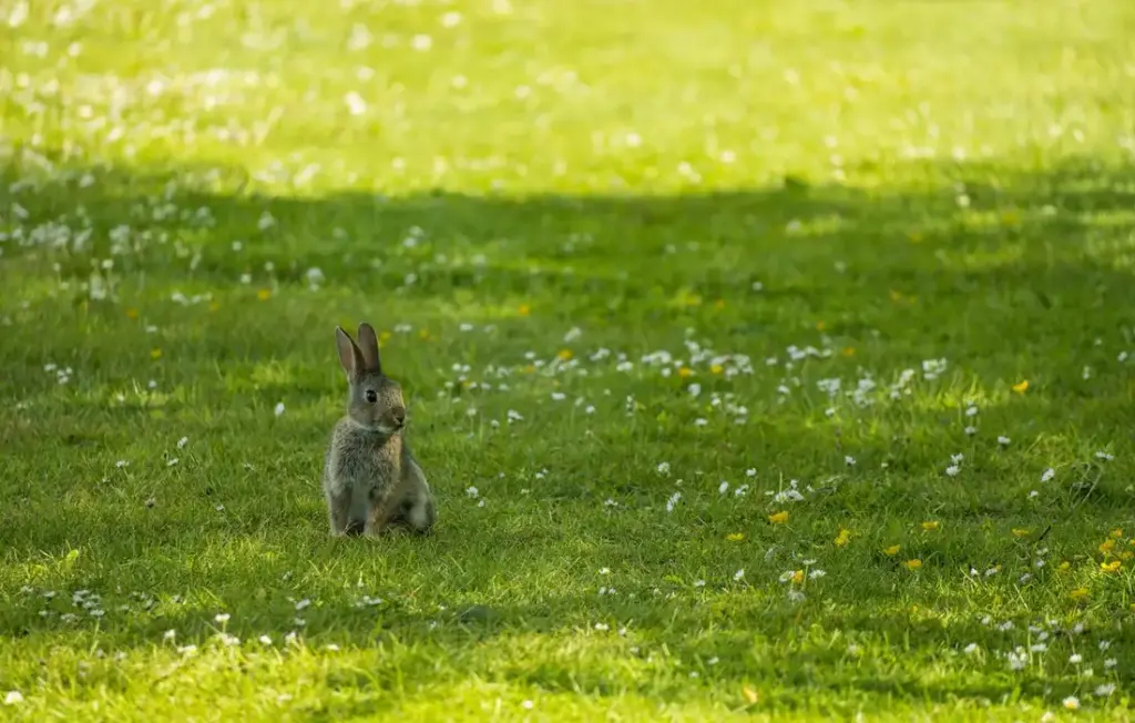 Do Rabbits Eat Meat? Debunking Carnivorous Myths and Protein Needs