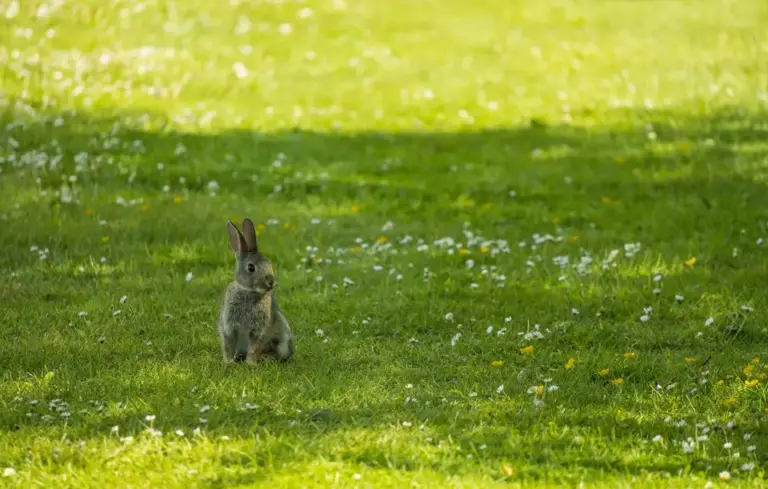 A small rabbit standing upright in a sunlit green meadow.