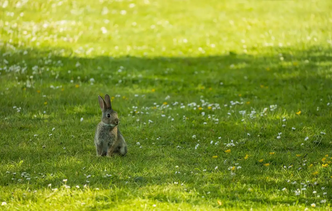 Do Rabbits Eat Meat? Debunking Carnivorous Myths and Protein Needs ...