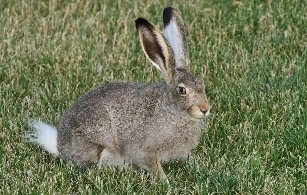 Can Rabbits Eat Okra? Your Quick Guide to Safe Snacking
