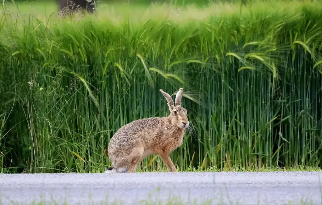 Can Rabbits Eat Carrots? A Homesteader’s Guide to Healthy Bunny Diets