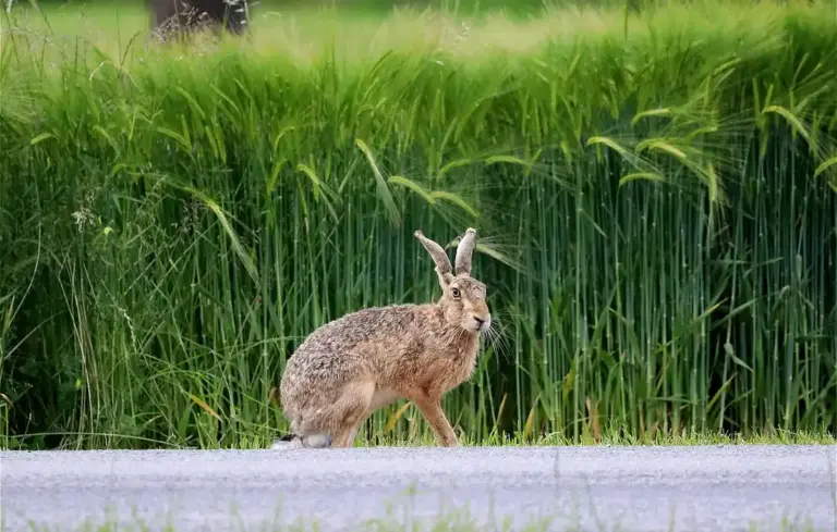 A brown rabbit standing on a paved pathway with tall green grass in the background.