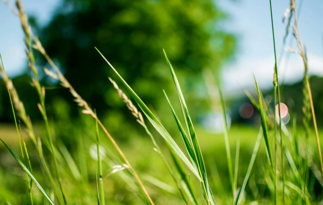 Close-up of fresh green grass blades in a sunlit field with a softly blurred background.