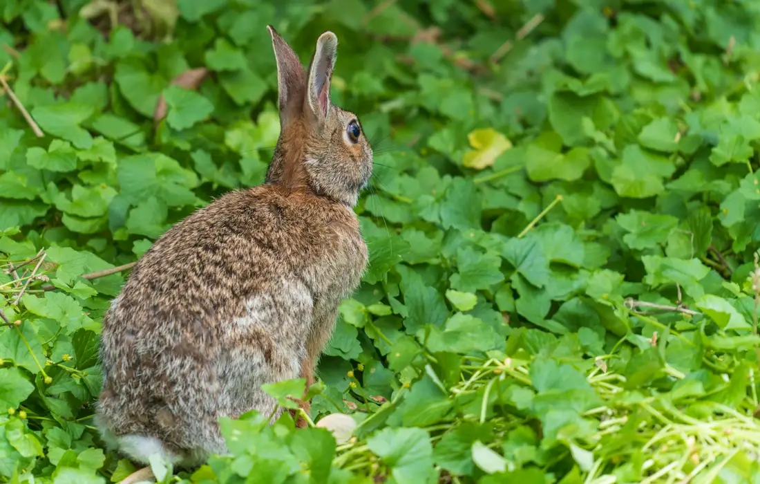 Brown rabbit sitting among lush green foliage, facing toward the right.