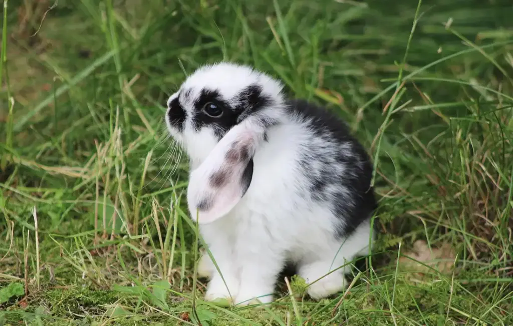 Can Rabbits Eat Peppers? Your Guide to Bell, Chili, Green & Sweet Pepper Safety