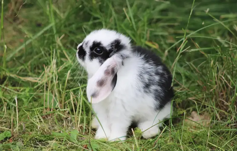 A fluffy black and white rabbit sitting in tall grass.